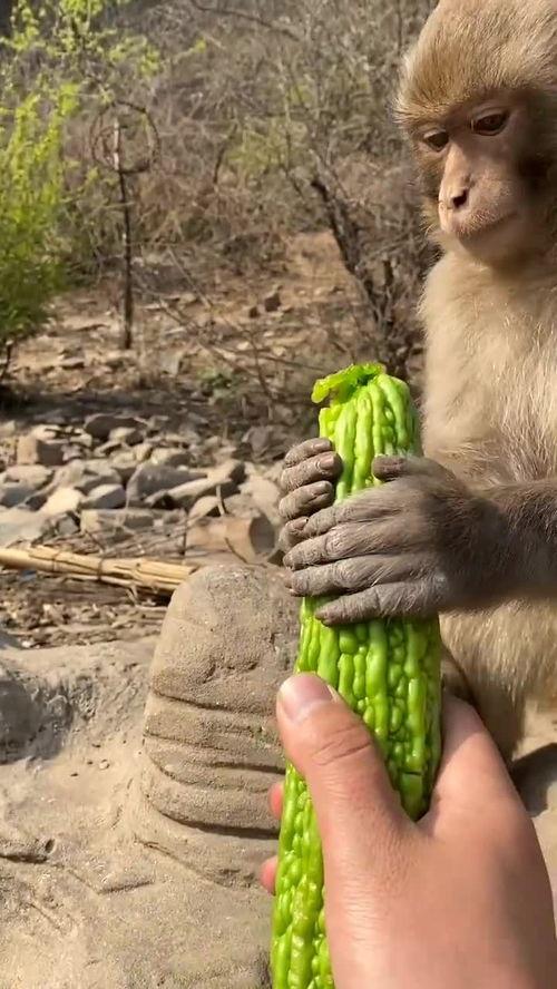 猴子博主吃瓜视频下载,下载攻略大公开