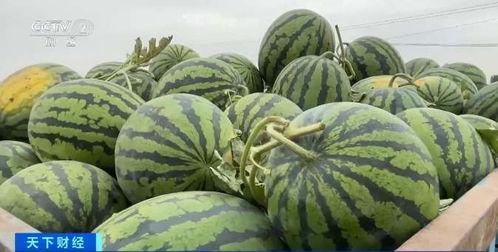 吃瓜视频一般多少钱,吃瓜视频，价格几何？