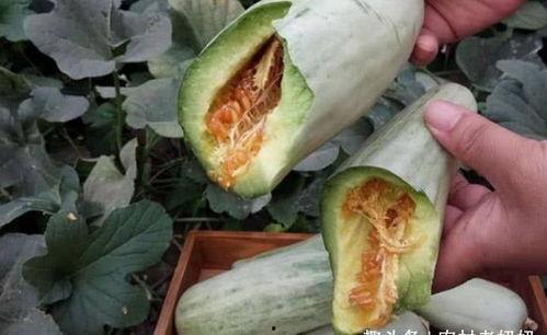 吃瓜视频一般多少钱,吃瓜视频，价格几何？