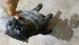 猫咪吃瓜小游戏视频,萌宠趣味挑战视频集锦