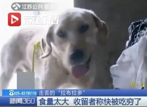 狗子吃瓜新闻视频在线观看,揭秘网络热门视频背后的趣味故事