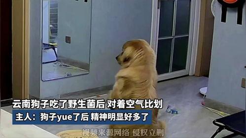 狗子吃瓜新闻视频在线观看,揭秘网络热门视频背后的趣味故事