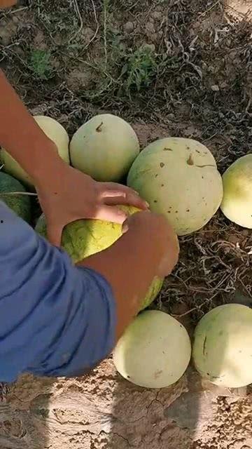 石瓜的籽可以吃嘛视频,揭秘可食用石瓜籽的秘密