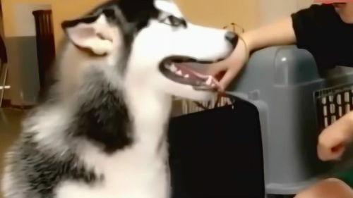 二哈吃大骨瓜视频大全在线观看