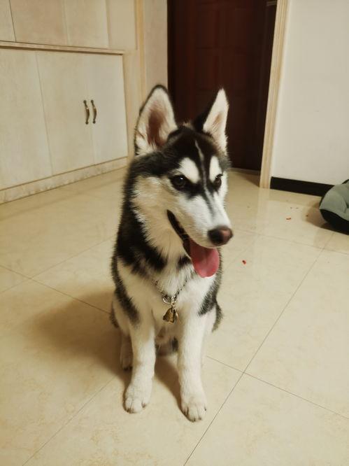 二哈吃大骨瓜视频大全在线观看