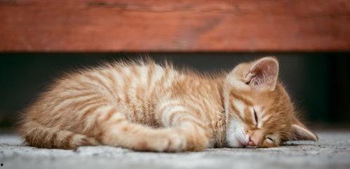 猫咪吃小白瓜视频大全集,视频大全集揭秘萌宠美食之旅