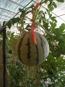 吊瓜熟了可以吃吗视频,美味可口的天然美食探索