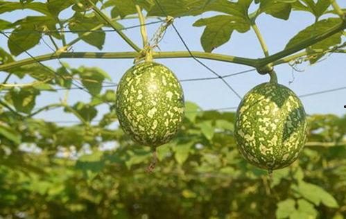 吊瓜熟了可以吃吗视频,美味可口的天然美食探索