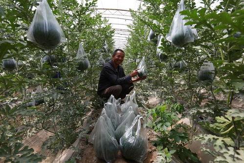 吊瓜熟了可以吃吗视频,美味可口的天然美食探索