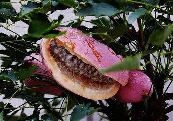 一岁宝宝吃八月瓜视频,萌态可掬萌翻网友