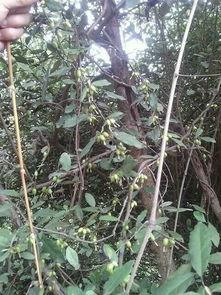 一岁宝宝吃八月瓜视频,萌态可掬萌翻网友