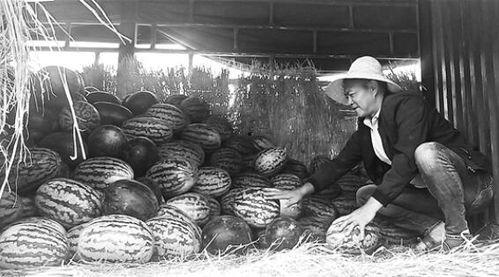 新乡吃瓜群众事件视频曝光,视频曝光揭示惊人真相