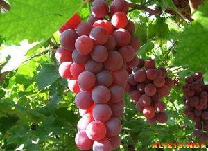 名侦探葡萄吃瓜视频大全,揭秘悬疑背后的趣味真相