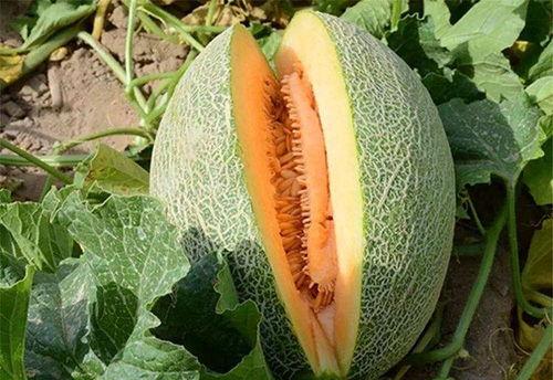 野生人类吃蜜瓜视频播放,视频播放引发热议