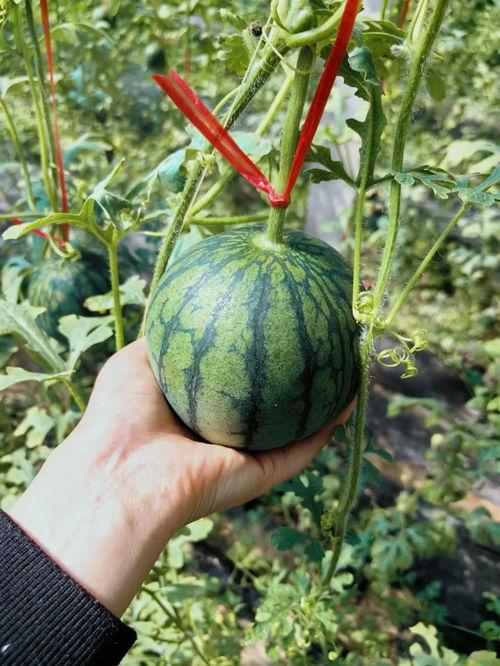 野生人类吃蜜瓜视频播放,视频播放引发热议