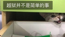 有人打架大家吃瓜视频