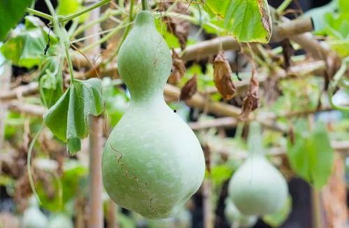 吃葫芦瓜头的视频大全集,趣味横生的美食探索之旅