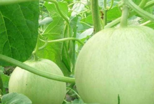 吃葫芦瓜头的视频大全集,趣味横生的美食探索之旅