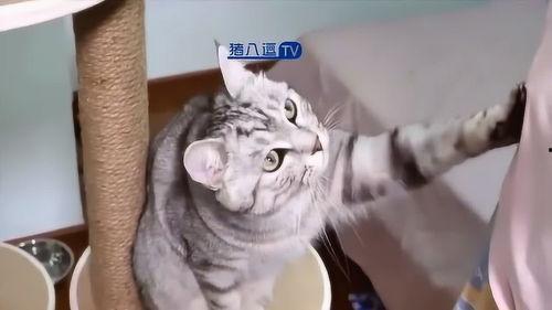 猫咪吃瓜恶搞视频大全集,猫咪吃瓜恶搞视频合集狂欢
