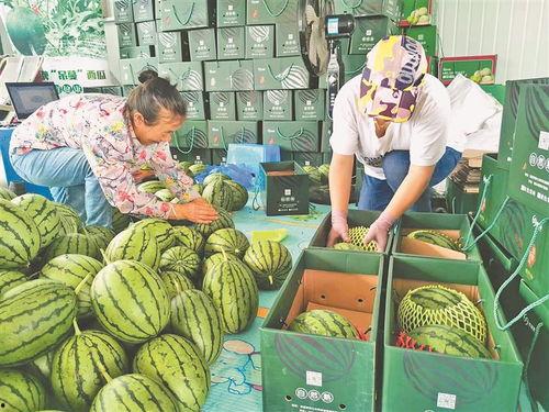 来凤县最近吃瓜事件视频,一场网络热议背后的真相揭秘