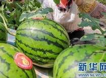 吃瓜视频一般传播多久,揭秘网络传播的短暂生命周期