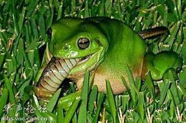 两个青蛙吃瓜视频,两段趣味横生的吃瓜视频大比拼