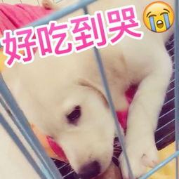 狗怎么吃蓝瓜好吃呢视频,狗狗喜爱的美味秘诀