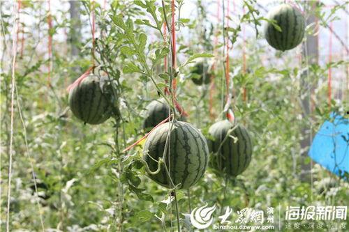 祥和花园吃瓜事件视频,邻里纠纷视频曝光，引发网友热议