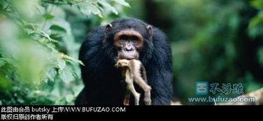 女子吃瓜像猩猩的视频