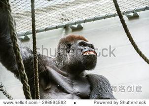 女子吃瓜像猩猩的视频