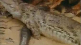 吃瓜鳄鱼的视频大全集播放,趣味视频大全集精彩回顾