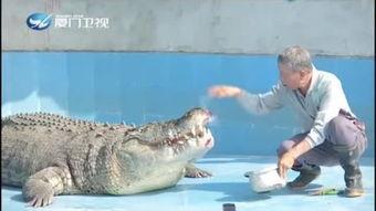 吃瓜鳄鱼的视频大全集播放,趣味视频大全集精彩回顾