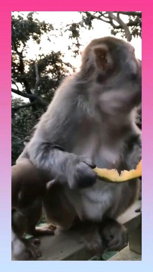 猴子配音吃瓜视频,趣味横生引人捧腹