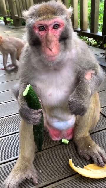 猴子配音吃瓜视频,趣味横生引人捧腹