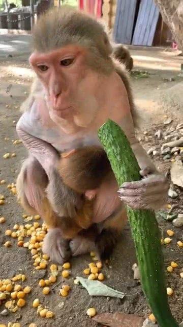 猴子配音吃瓜视频,趣味横生引人捧腹