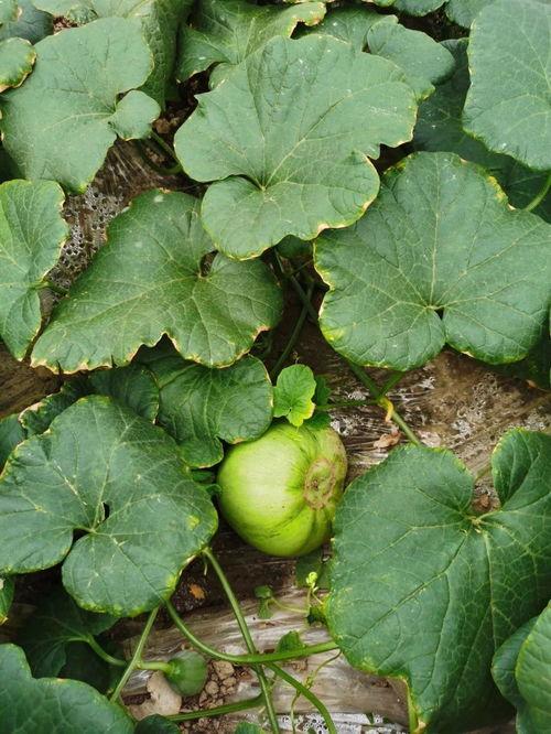 安静群众吃瓜视频,安静群众吃瓜，揭秘幕后真相