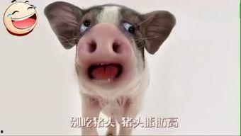 猪头特效吃瓜视频