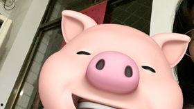 猪头特效吃瓜视频