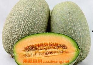 哈密瓜怎么吃嫩苗视频播放,视频教你轻松烹饪