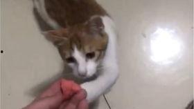 猫咪搞笑吃瓜视频大全集,猫咪版欢乐喜剧大全