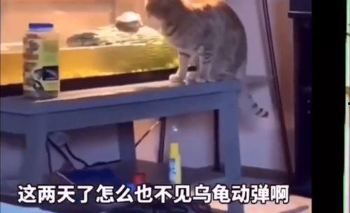 猫咪搞笑吃瓜视频大全集,猫咪版欢乐喜剧大全