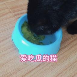 猫咪搞笑吃瓜视频大全集,猫咪版欢乐喜剧大全