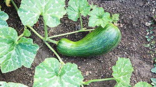 瓠瓜能吃瓤吗怎么吃的视频,瓠瓜瓤的食用方法与美味佳肴制作揭秘