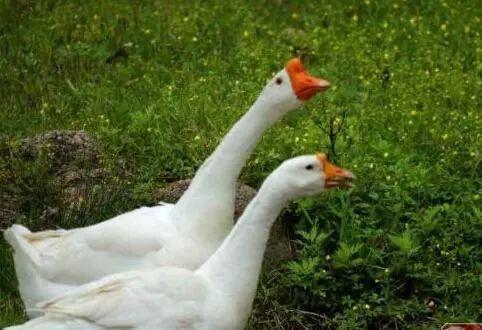 杀鹅吃瓜视频大全