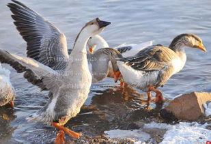 杀鹅吃瓜视频大全