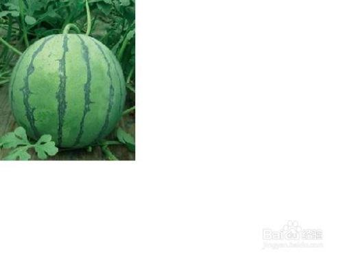 吃瓜视频观看注意事项,轻松避雷，享受娱乐时光