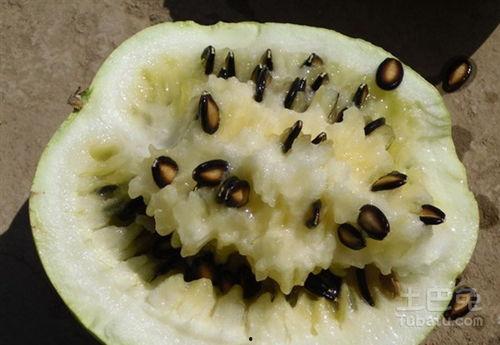 籽瓜怎么切方便吃视频,轻松美味，一招搞定