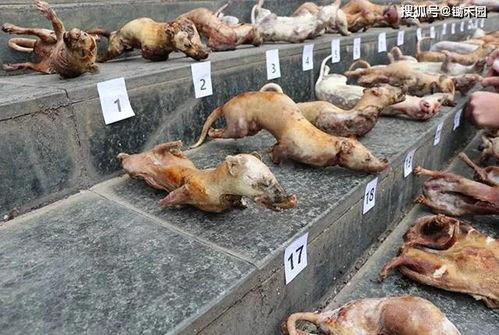 吃瓜小熊内蒙甘肃黑龙江金矿视频,吃瓜小熊带你领略黄金宝藏之旅