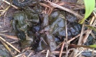 吃瓜小熊内蒙甘肃黑龙江金矿视频,吃瓜小熊带你领略黄金宝藏之旅