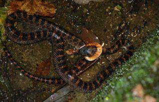 辛安小蛇吃瓜视频播放全集